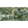 RETE P/RAMPICANTI H 2X100 M BIANCO