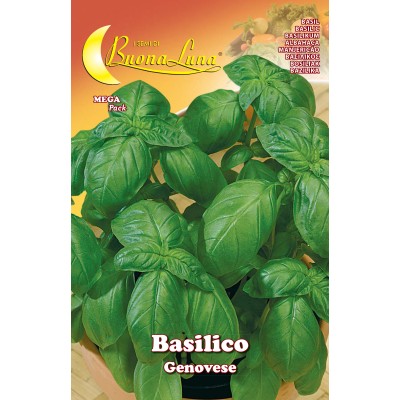 SEMI ORTO BASILICO GENOVESE