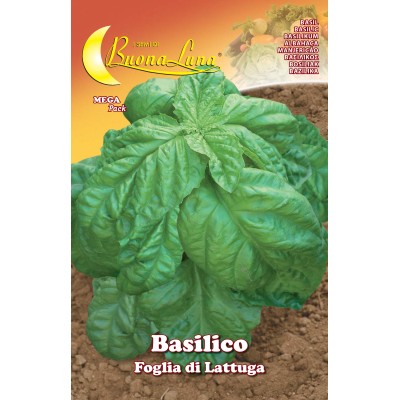 SEMI ORTO BASILICO FOGLIA LATTUGA