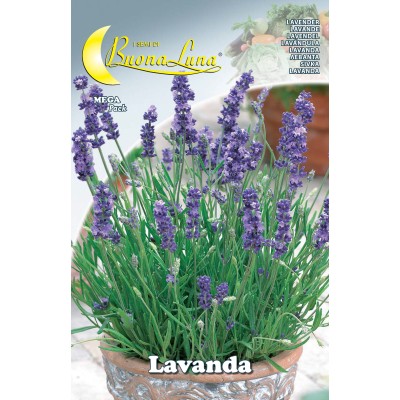 SEMI ORTO LAVANDA