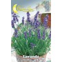 SEMI ORTO LAVANDA