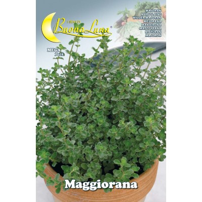 SEMI ORTO MAGGIORANA