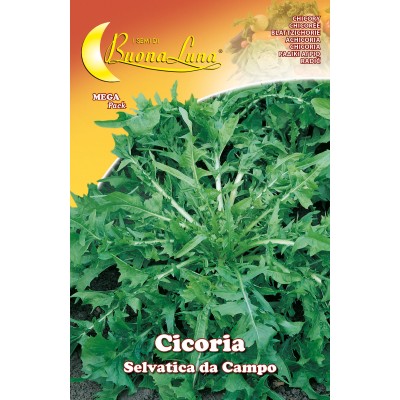 SEMI ORTO CICORIA SELVATICA