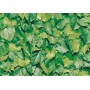 PLASTICA ADESIVA ALKOR 280.3170 FOGLIE VERDI 15 M