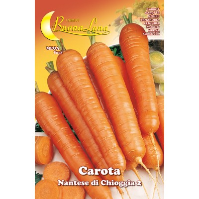 SEMI ORTO CAROTA DI CHIOGGIA