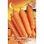 SEMI ORTO CAROTA DI CHIOGGIA